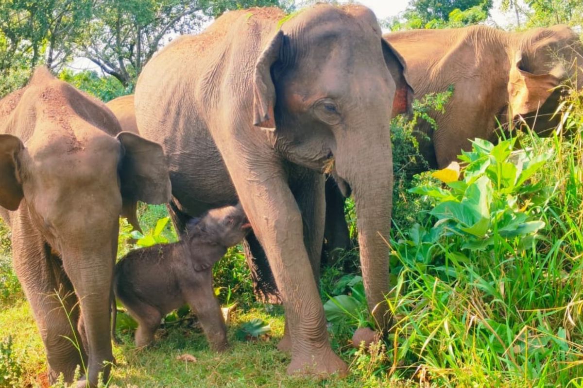 Elephant Safaris