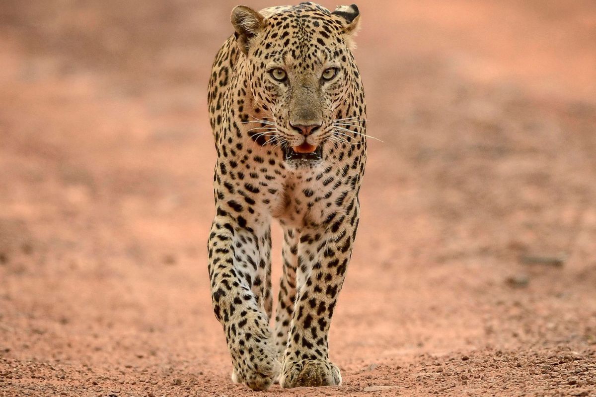 Leopard Tracking