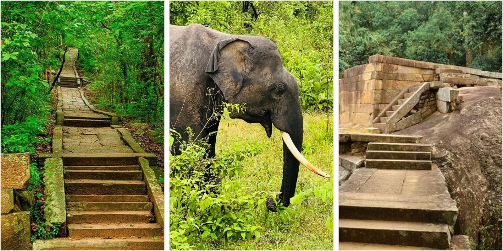 Pidurangala & Safari