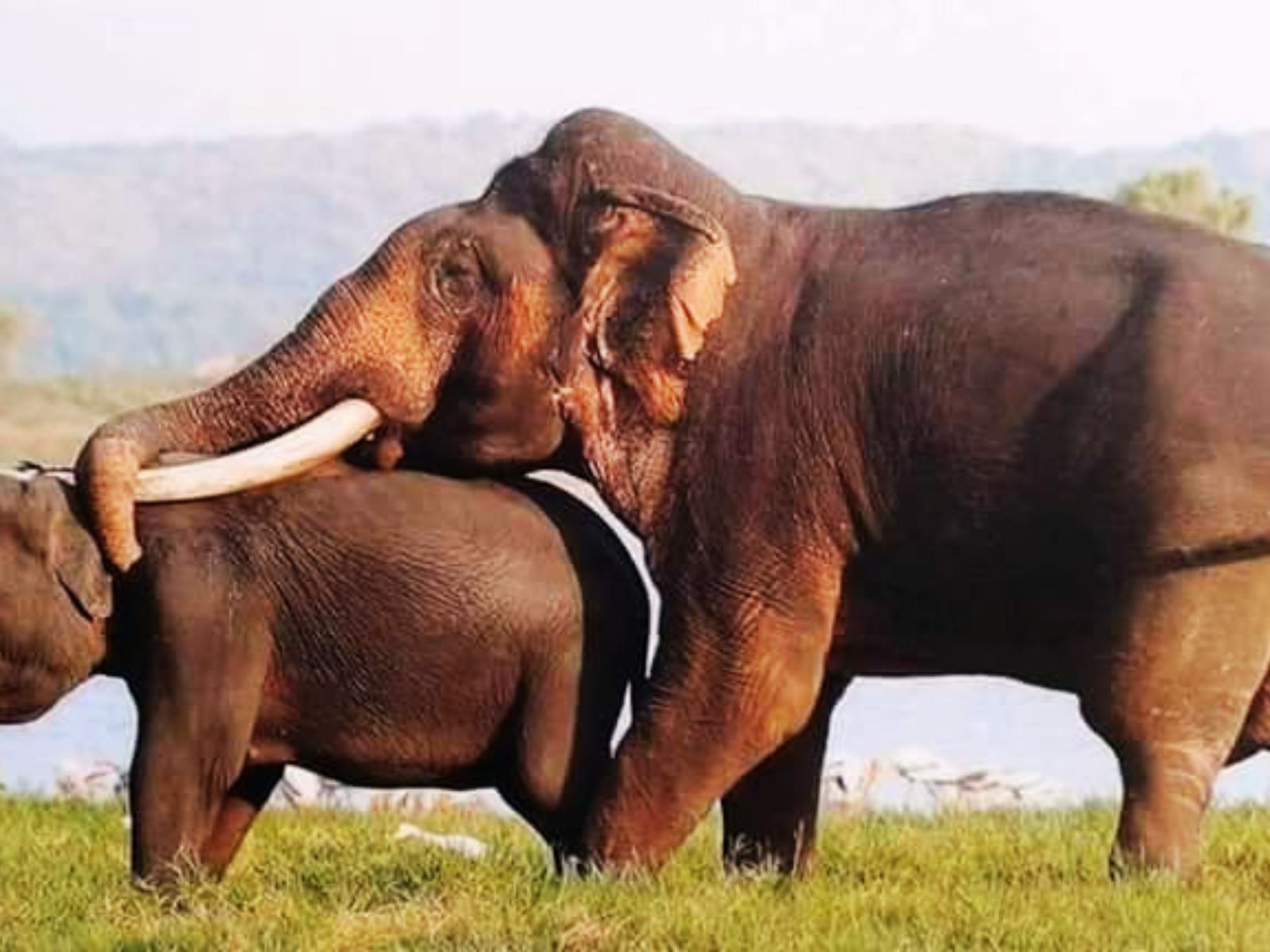 Elephant Herd