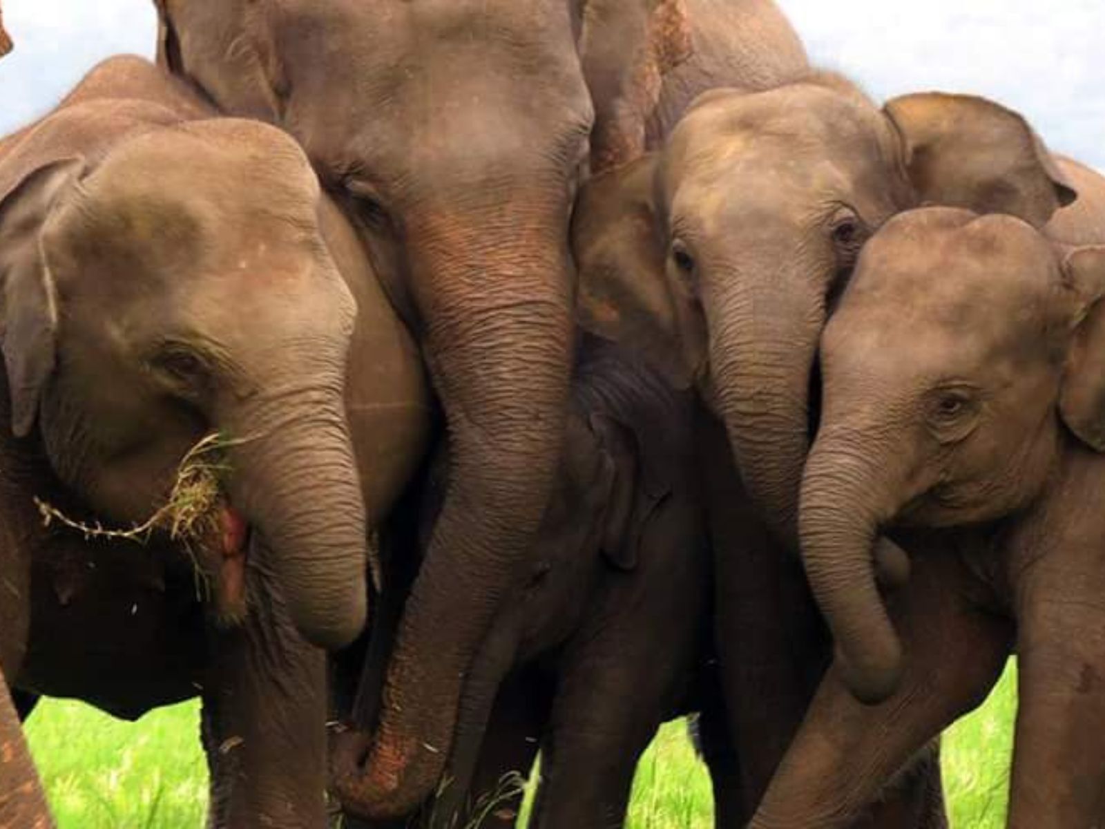 Elephant Herd