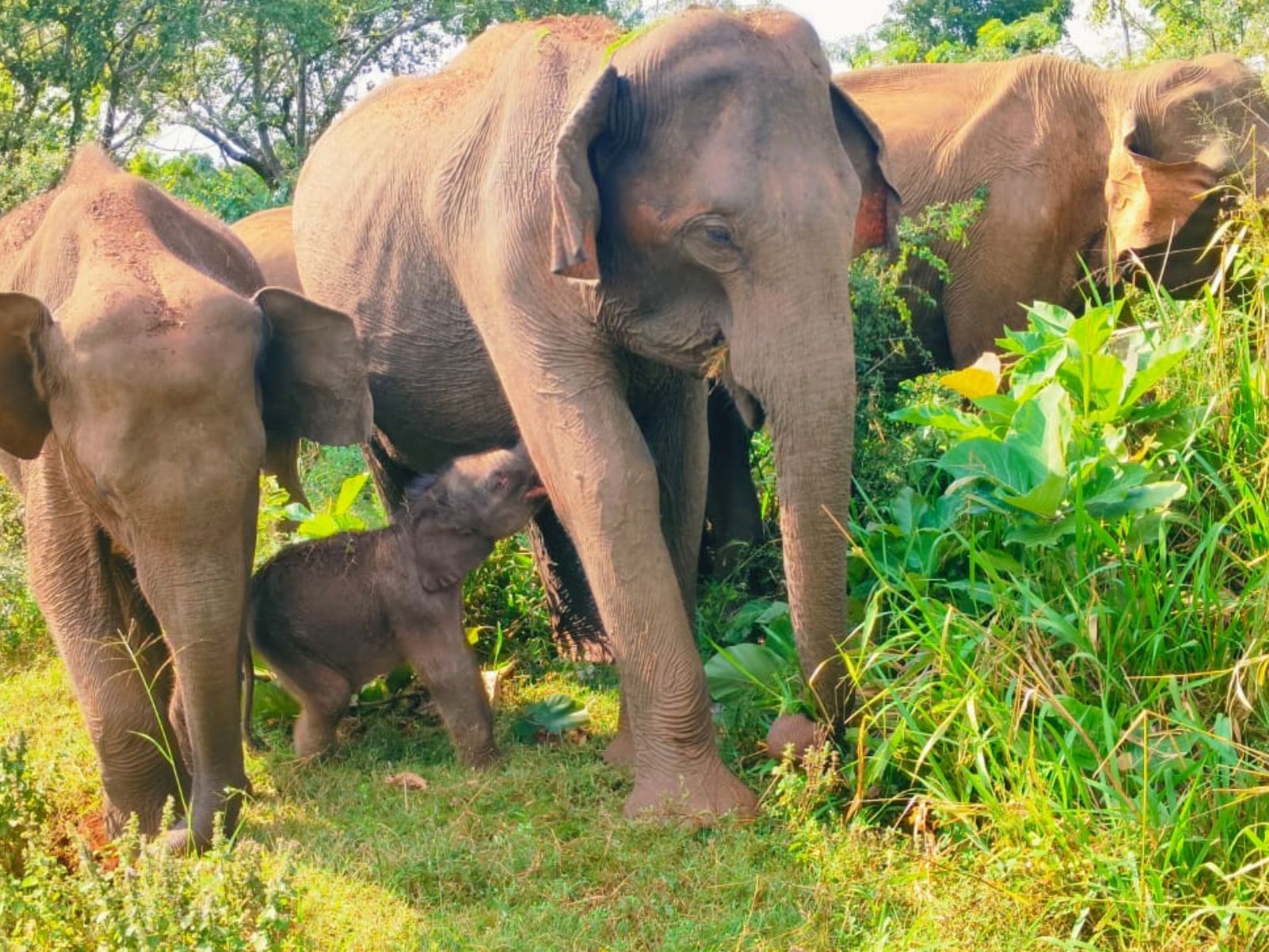 Elephant Herd