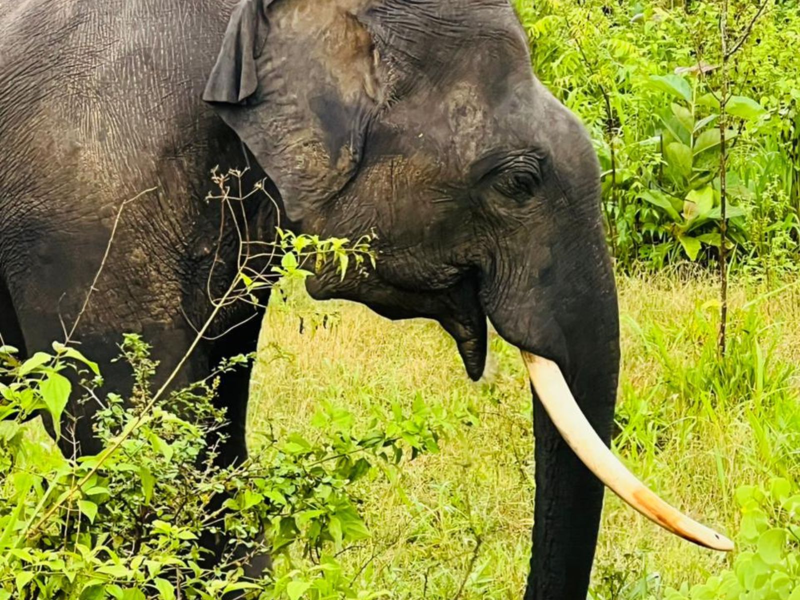 Elephant Herd