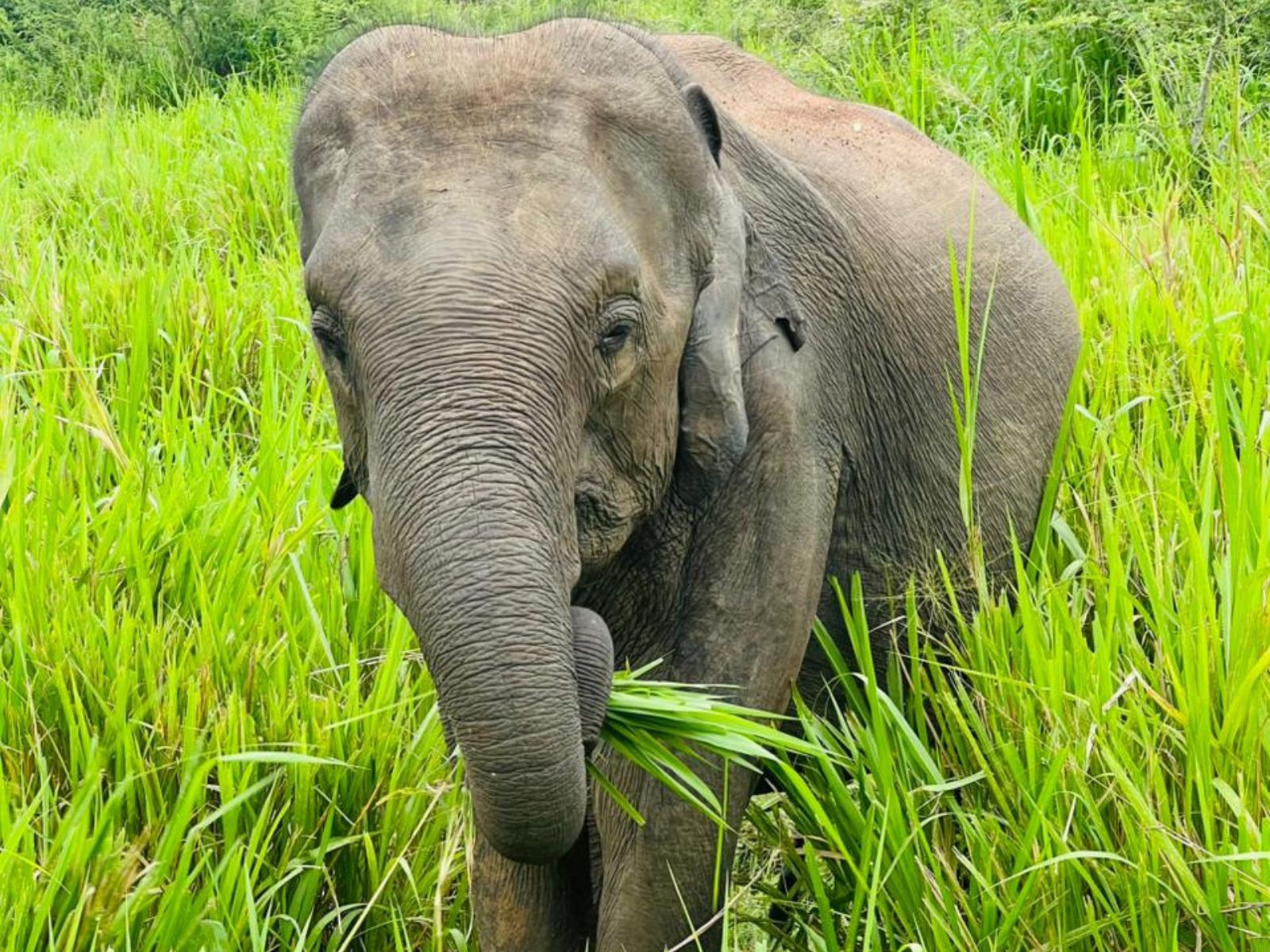 Elephant Herd