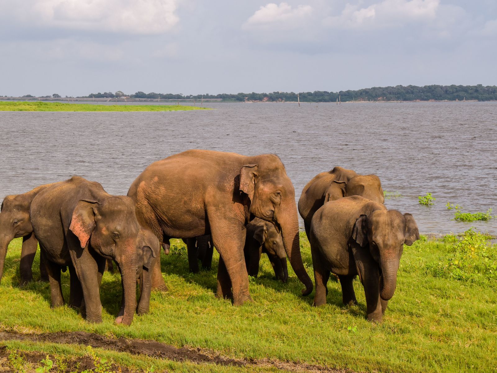 Wasgamuwa Safari