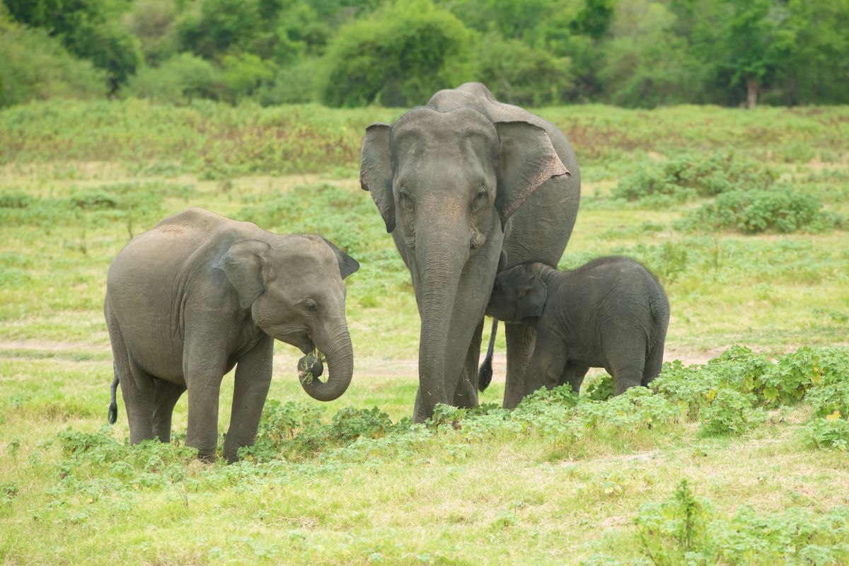Kaudulla National Park