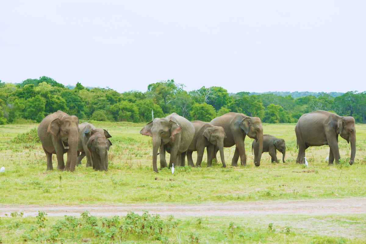 Wasgamuwa National Park