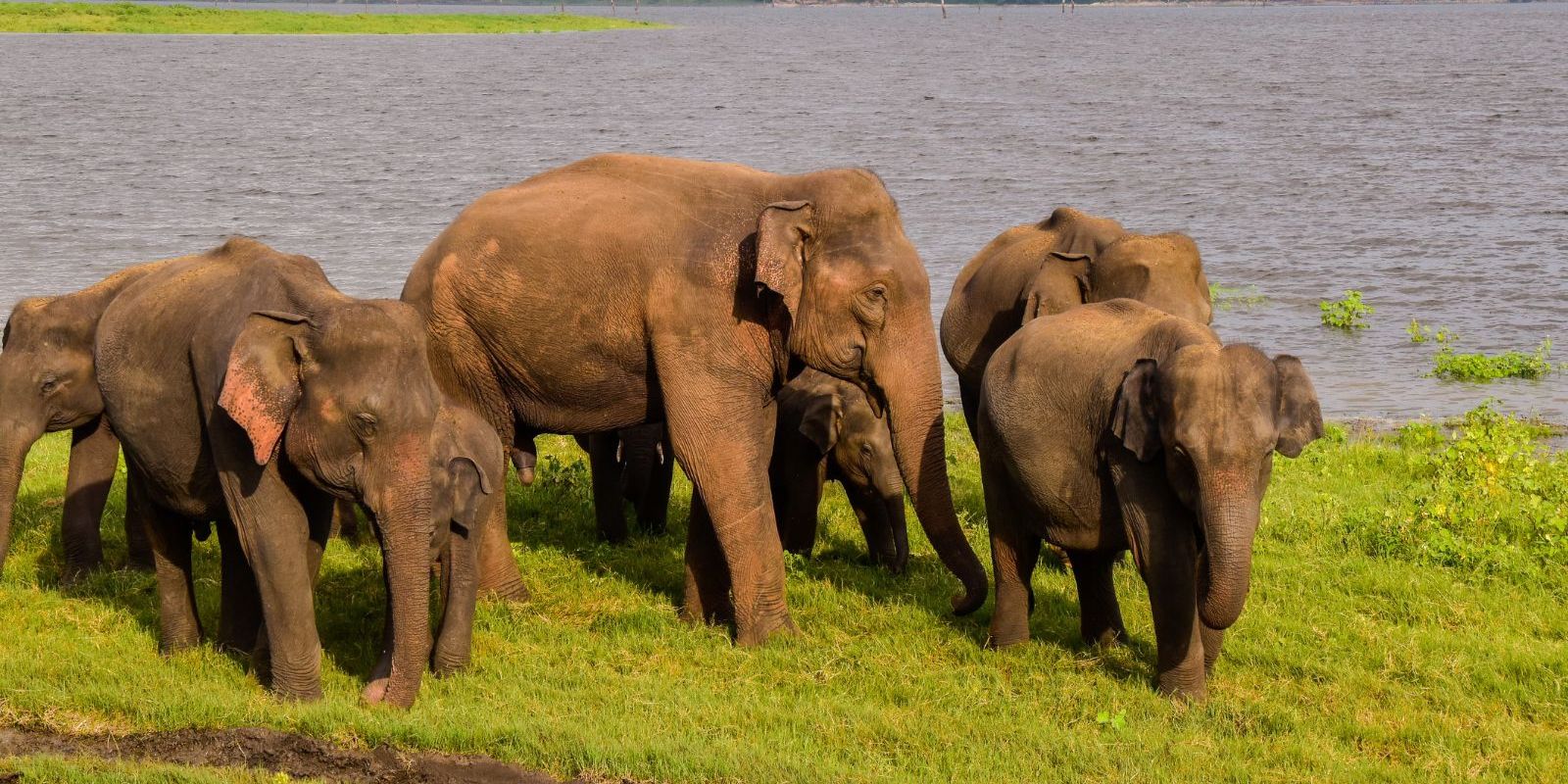 Elephant Safari