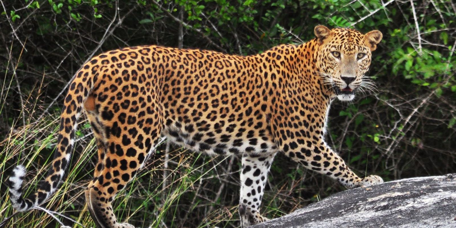 Leopard Tracking