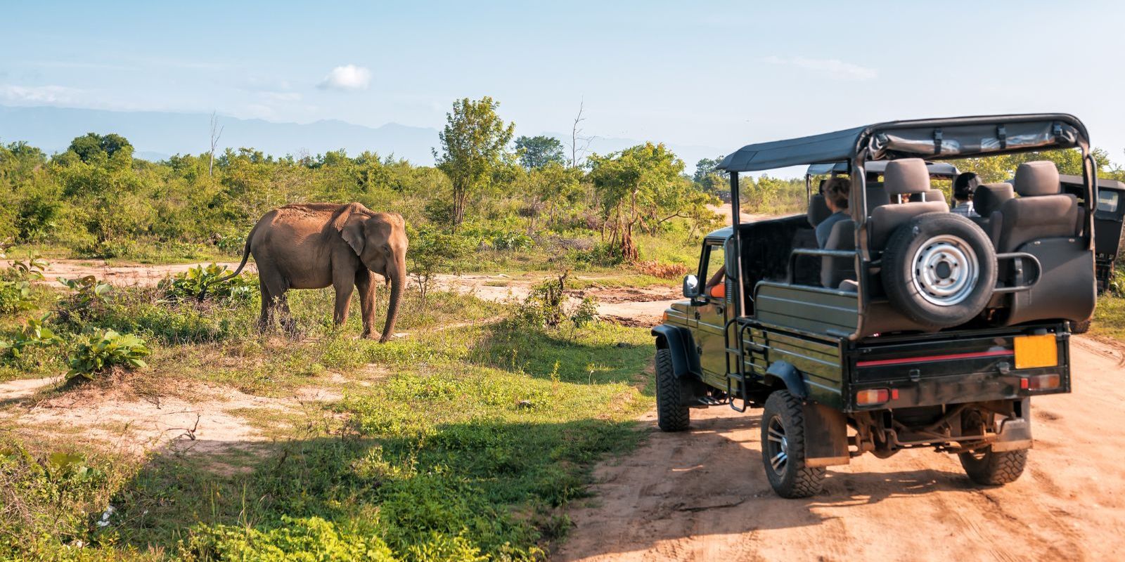 Safari Tours