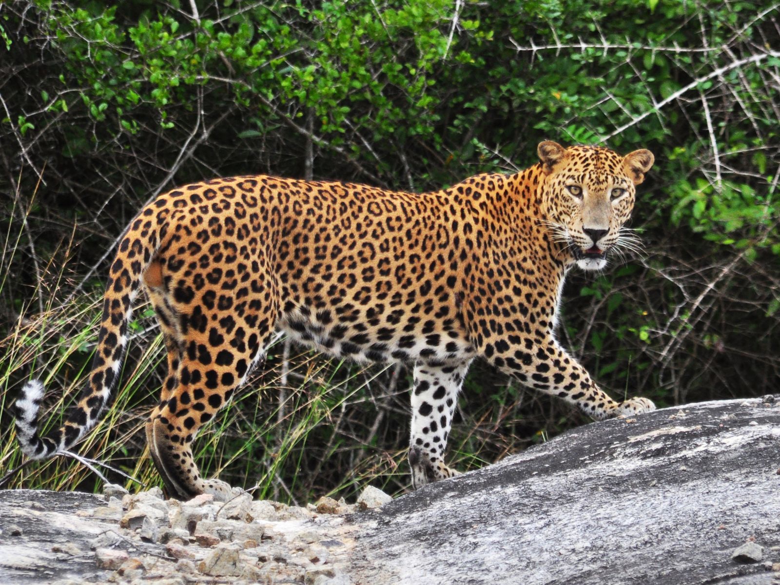 Leopard Tracking