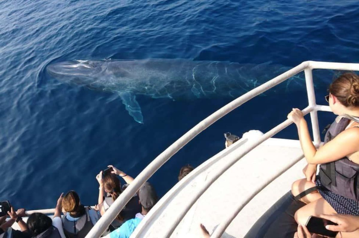 Whale Watching