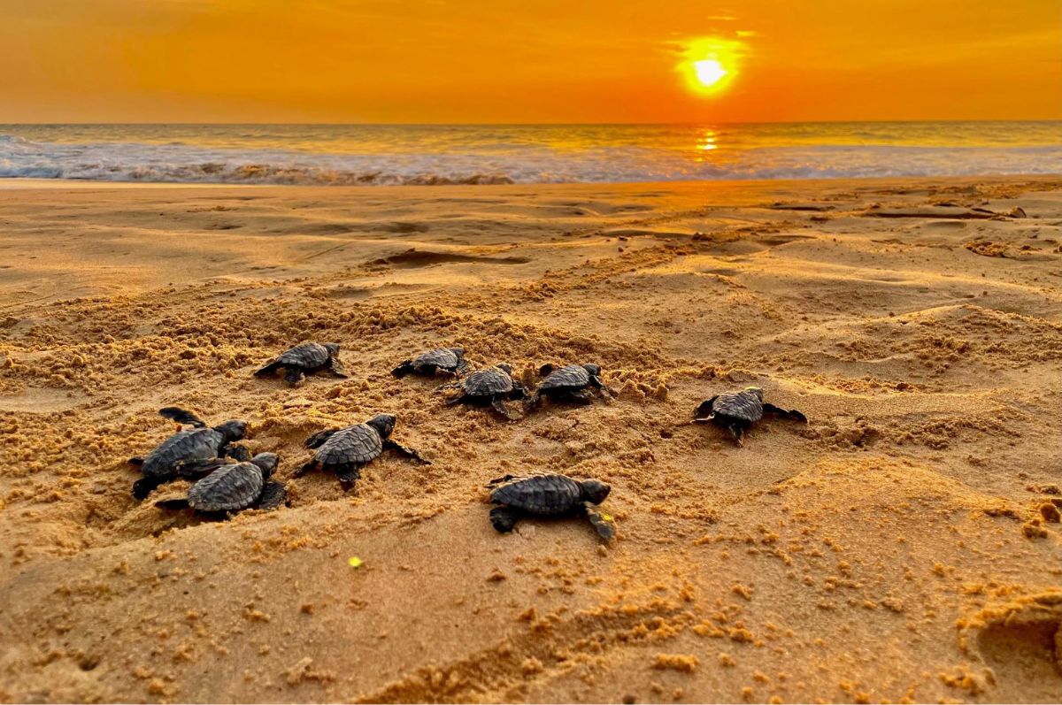 Turtle Hatchery
